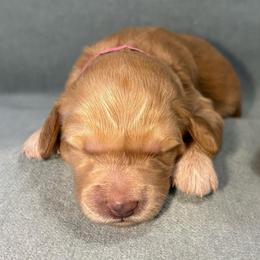 Ginger - Apricot female Goldendoodle puppy in Rochester, New York from Willowgreen Goldendoodles