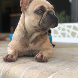 Dolly Rose - French Bulldog