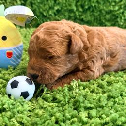 Lio - Red  male Goldendoodle puppy in Winter Springs, Florida from Lucky Heart TeddyBear Goldendoodles