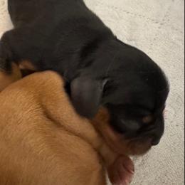 Boy 1 - Black and tan male Cavalier King Charles Spaniel puppy in Rockville, Maryland from Skais the Limit Cavaliers