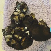 Lowchen Puppies from Willowcreek Lowchens