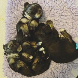 Lowchen Puppies from Willowcreek Lowchens