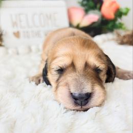 Belle 4000 - Cream female Dachshund puppy in Sylvania, Alabama from Yancey’s Doxies