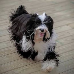 Fire - Tibetan Terrier