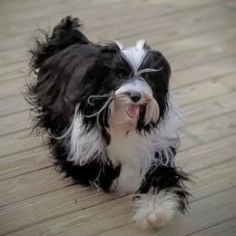 Fire - Tibetan Terrier