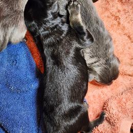 Male 1 - Black and tan male German Shepherd puppy in Los Lunas, New Mexico from Mali's German Shepherds