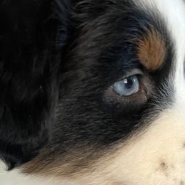 Australian Shepherds from Blu Diamond's Aussies