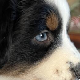 Australian Shepherds from Blu Diamond's Aussies