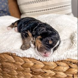 Harvest - Tri-color male Bernedoodle puppy in Ammon, Idaho from Little Stone Bernedoodles