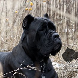 Fish - Cane Corso