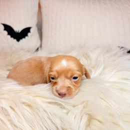 Cullen - Red male Dachshund puppy in Washburn, Tennessee from Clinch Mountain Dachshunds