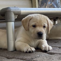 Labrador Retriever Puppies from BellaVista Labradors LLC