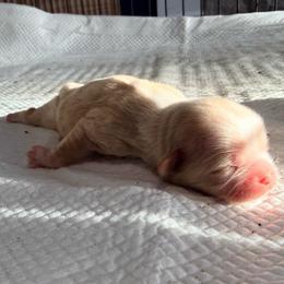 Girl 2 - Gold female Shih Tzu puppy in Groveland, Florida from Jenny's Shih Tzus