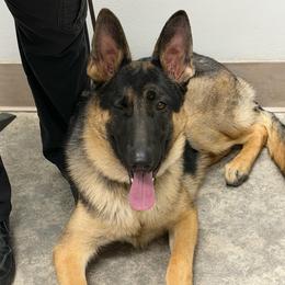 Gigeon - Black and tan male German Shepherd puppy in Lancaster, California from Avignon