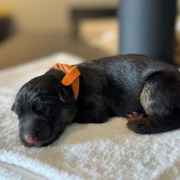 Orange - Black and red female German Shepherd puppy in Pace, Florida from Von Scheihing German Shepherds