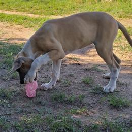 Aspen - Merle female Great Dane puppy in Cunningham, Kansas from Garden Grove Great Danes