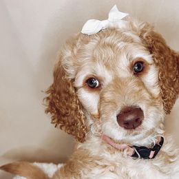 Comet - Parti Goldendoodle puppy in Barnesville, Georgia from Sweet Peach Doodles