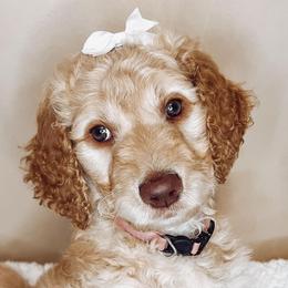 Comet - Parti Goldendoodle puppy in Barnesville, Georgia from Sweet Peach Doodles