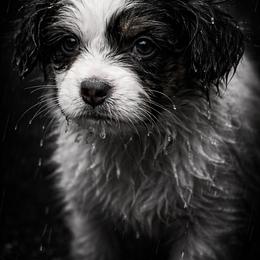Papillon Puppies from Wendy’s Wings