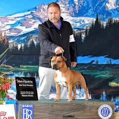 Staffordshire Bull Terrier All Grown Up from Spitfire 81 Staff's