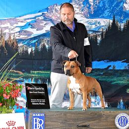 Staffordshire Bull Terrier All Grown Up from Spitfire 81 Staff's