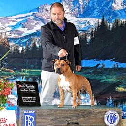 Staffordshire Bull Terrier All Grown Up from Spitfire 81 Staff's