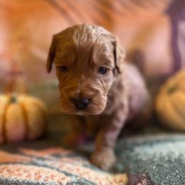 Finch - Red  male Goldendoodle puppy in Greenville, South Carolina from Law Doodles of SC