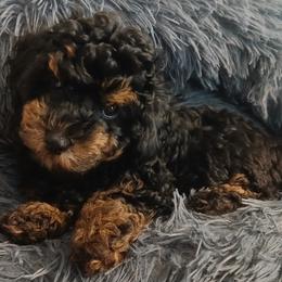 Havanese, Havapoo, and Poodle Puppies from Faithful Hearts Kennel