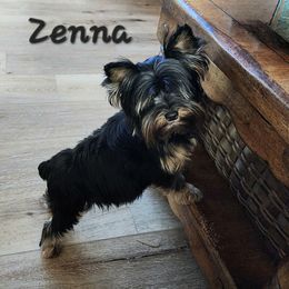 Zena - Yorkshire Terrier