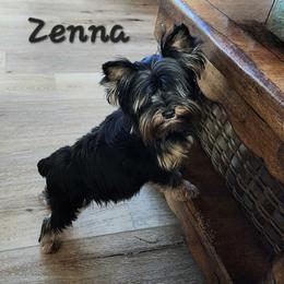 Zena - Yorkshire Terrier