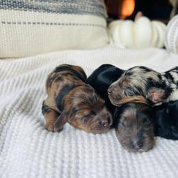 Cockapoo Puppies from Bright and Beautiful Cockapoos and Doodles