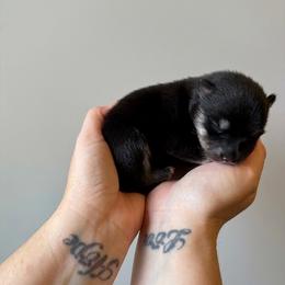 Yorick - Tri-color male Pomsky puppy in Boonville, Indiana from Elysian Pomskies