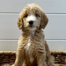 Boy 4 - Goldendoodle puppy in San Antonio, Texas from Totally Texas Doodles