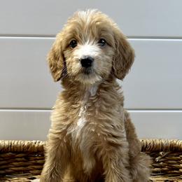 Boy 4 - Goldendoodle puppy in San Antonio, Texas from Totally Texas Doodles