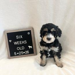 Dory - Tri-color female Bernedoodle puppy in Sparrows Point, Maryland from Rosie’s Puppies