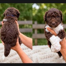 Rocky - Parti male Goldendoodle puppy in Jasper, Georgia from Harrington Doodles & Poodles