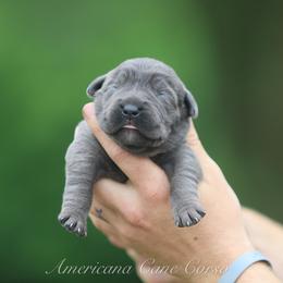 Girl 4 - Gray female Cane Corso puppy in Cable, Ohio from Americana Cane Corso