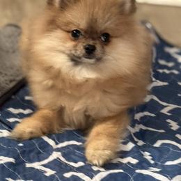 Otto - Orange male Pomeranian puppy in Newport Beach, California from Exotic City Pomeranians and chihuahuas