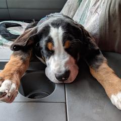 Greater Swiss Mountain Dog Puppies from Simply Swissies