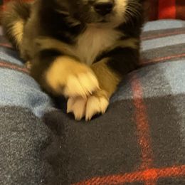 Miniature Australian Shepherd and Toy Australian Shepherd Puppies from Bit O' Bliss Farm LLC