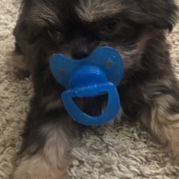 Shih Tzu Puppies from Winter Shih Tzus