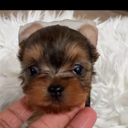 Buttercup - Black and tan female Yorkshire Terrier puppy in Tempe, Arizona from Kissable baby face yorkies