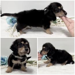 Dachshund Puppies from Sarah-Dawn Little