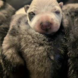 Girl 2 - Red speckled female Australian Cattle Dog puppy in Rogue River, Oregon from FullMoon Cattle Dogs