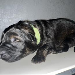 Rowen   Green collar - Sable male German Shepherd puppy in Winterport, Maine from Vom Stevens Old Fashioned German Shepherds