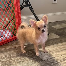 Duncan 4,400 - Blue fawn male Chihuahua puppy in Summerfield, Florida from Uey’s Chihuahuas