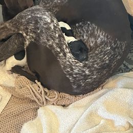German Shorthaired Pointer and Russell Terrier Puppies from Charnobragan Acres