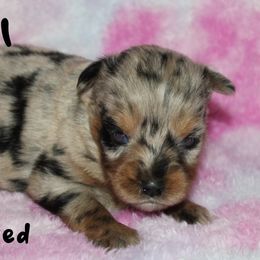Koral - Blue merle female Miniature Australian Shepherd puppy in Paris, Texas from Kuttin’ Up Mini Aussies
