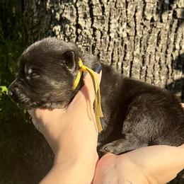 Daenerys Targaryen - Bi-color female German Shepherd puppy in Chino, California from BlueStone K9
