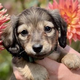 Dachshunds from Knollbrook Farm